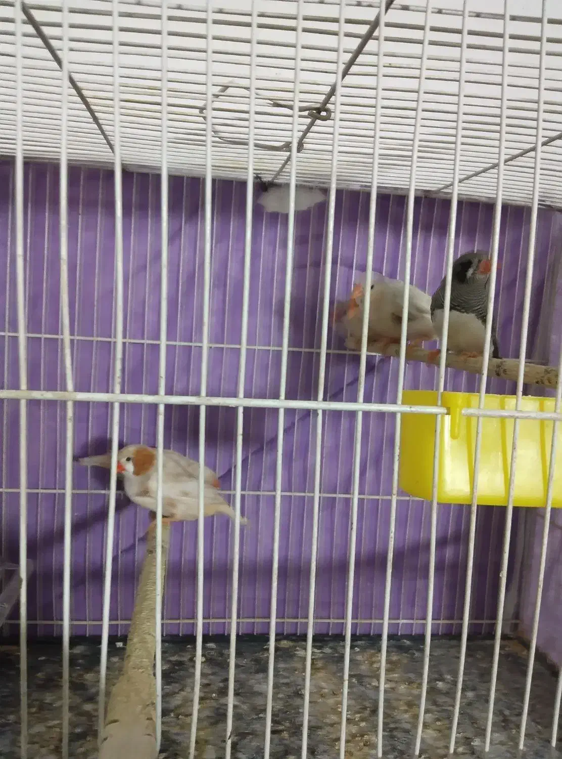 فنچ کینگ|پرنده|مشهد, نوید|دیوار