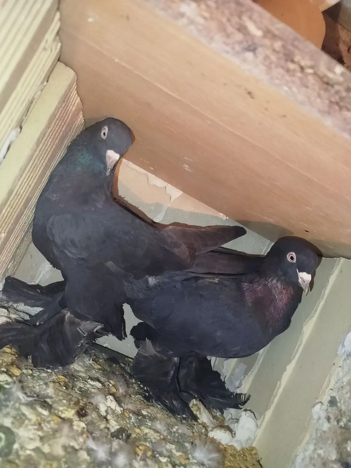 کبوتر|پرنده|تبریز, |دیوار