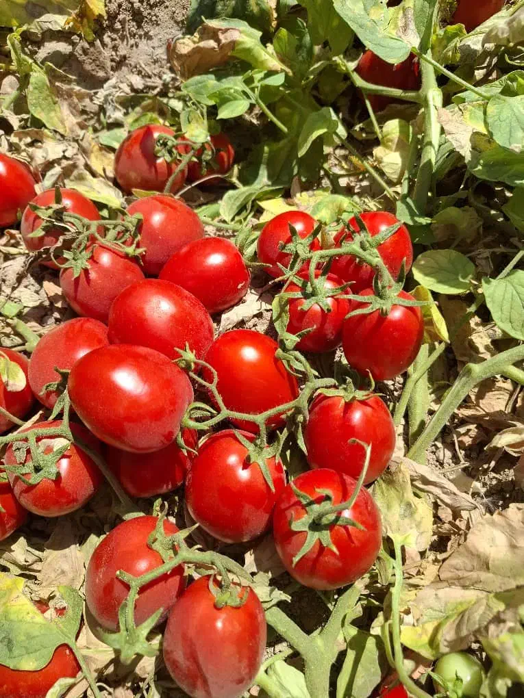 نشا گوجه|گل و گیاه طبیعی|نهاوند, |دیوار