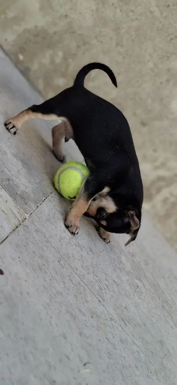 سگ دوبرمن مینیاتوری پینچر|سگ|کرمانشاه, |دیوار