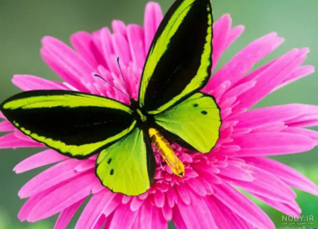 معلم خصوصی|خدمات آموزشی|شیراز, غدیر شمالی|دیوار