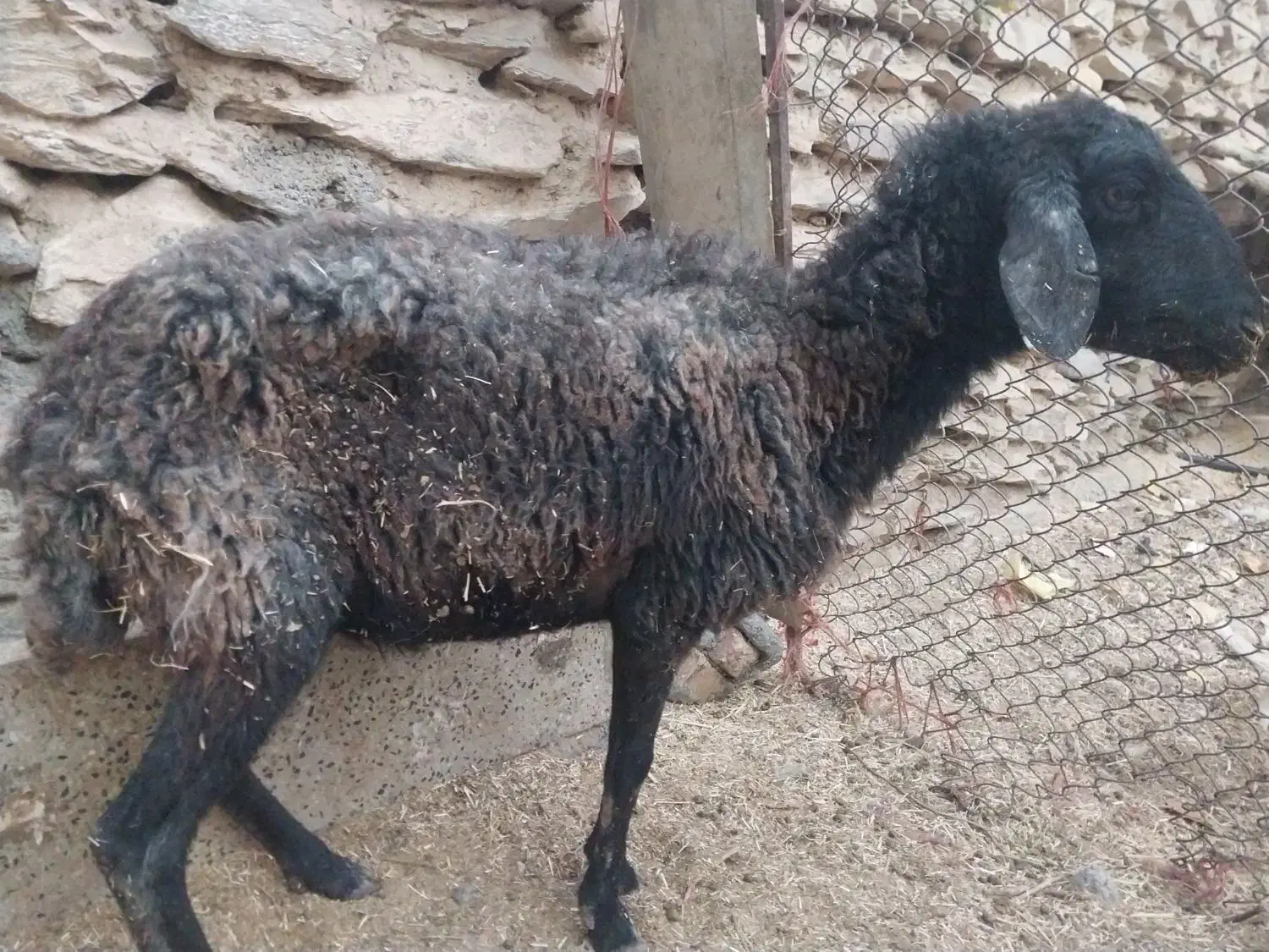 میش لاغز|حیوانات مزرعه|اراک, |دیوار