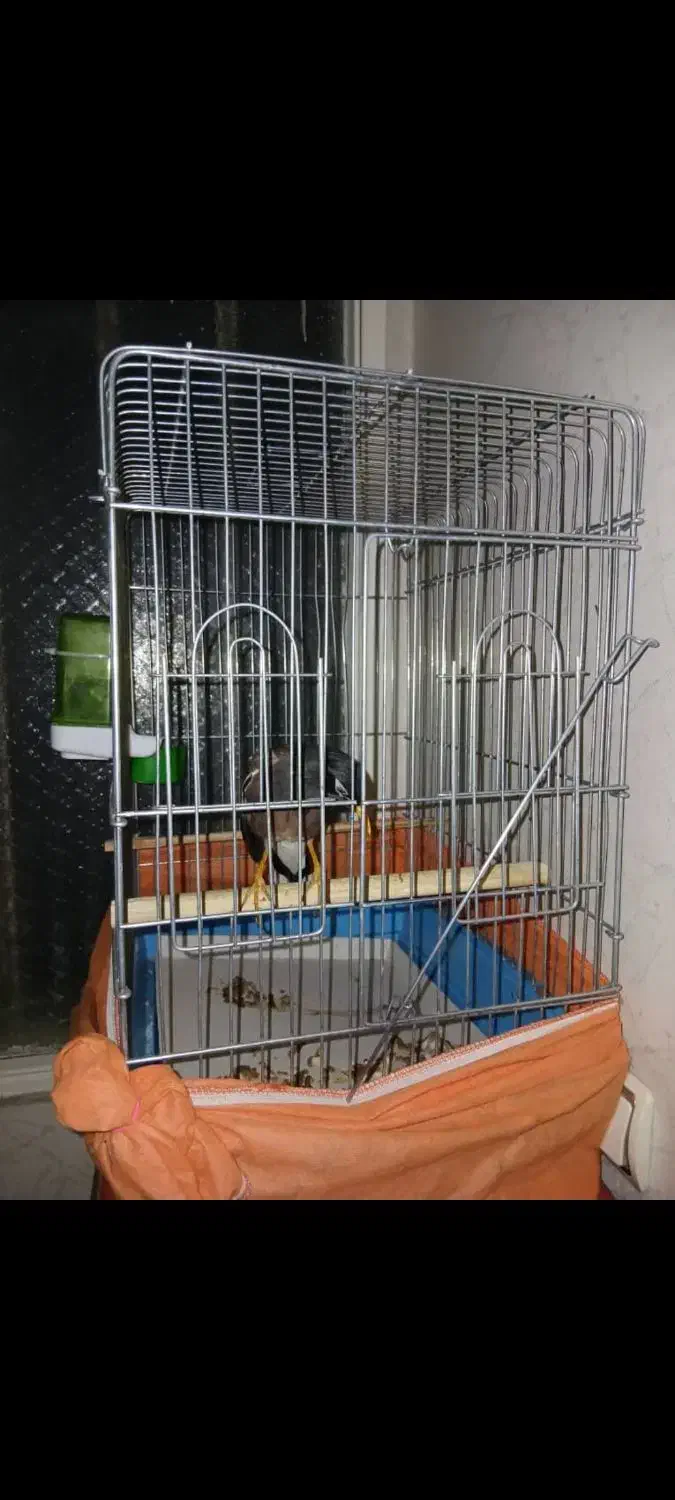 فروش قفس پرنده فوق العاده سالم|لوازم جانبی حیوانات|تهران, جنتآباد شمالی|دیوار