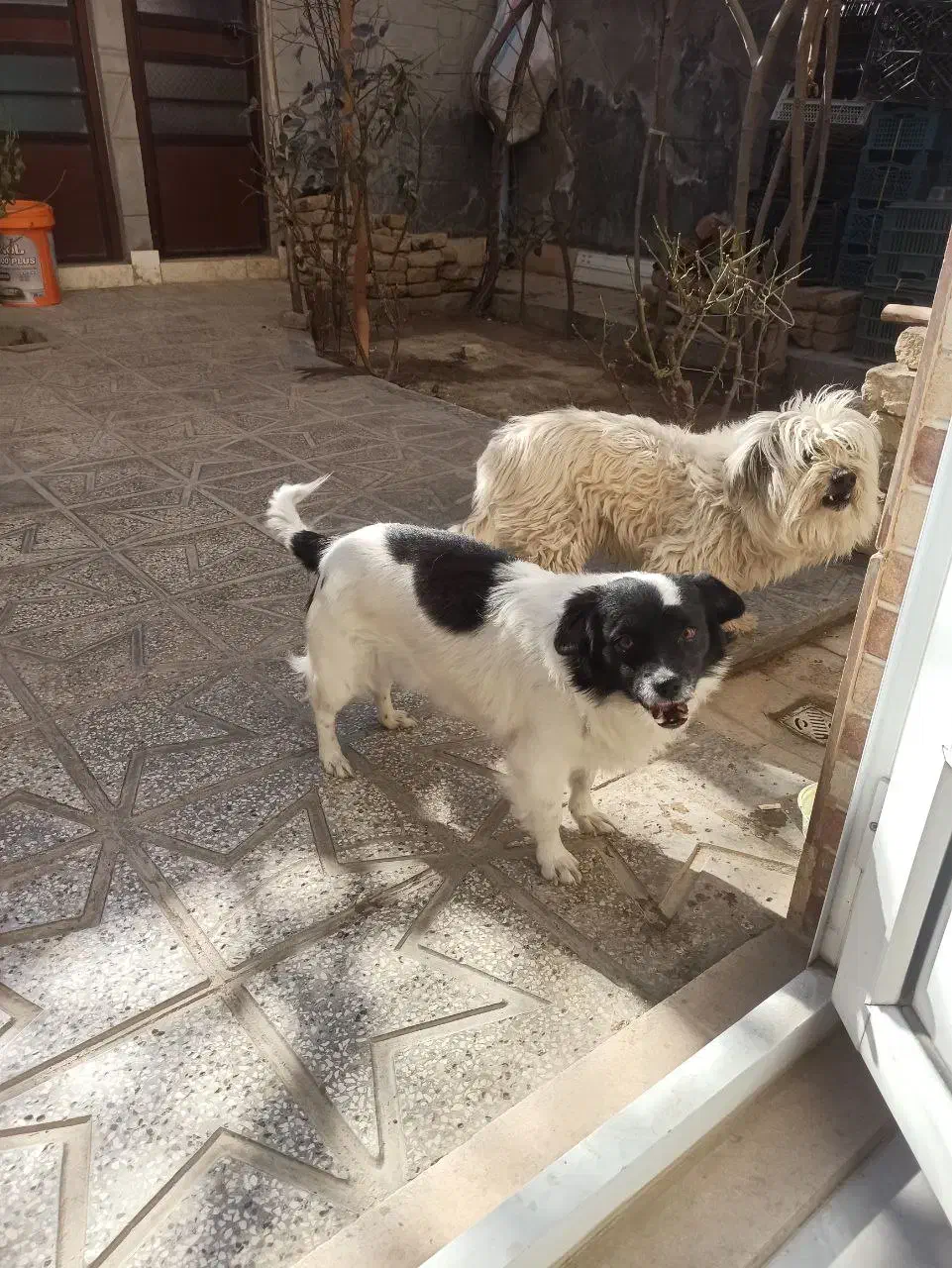 فروشی|سگ|شیروان (خراسان), |دیوار