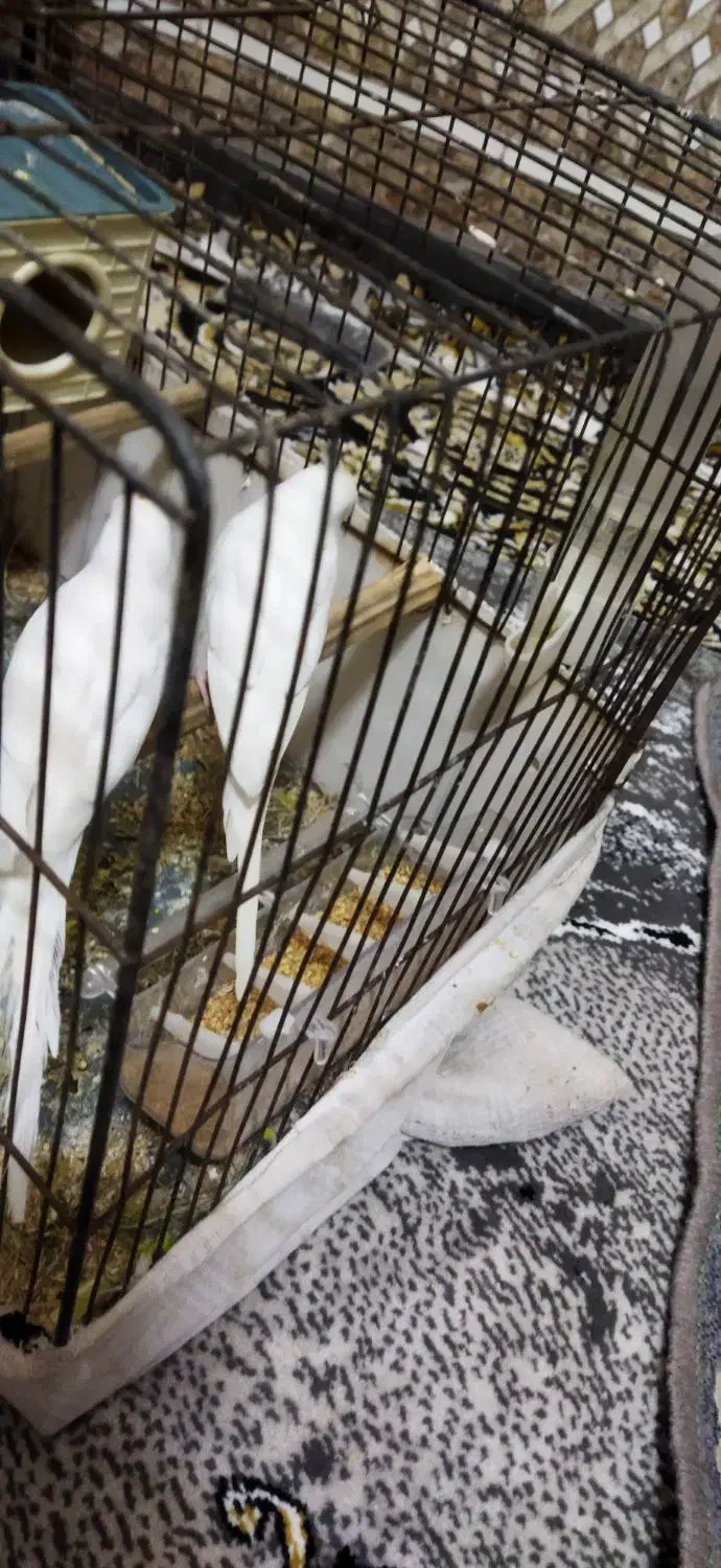 مرغ عشق هلندی سفید|پرنده|باوی, |دیوار