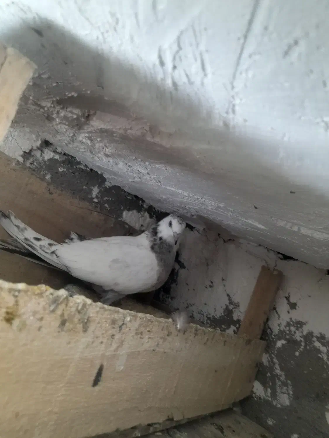 کاشانی|پرنده|مسجد سلیمان, |دیوار