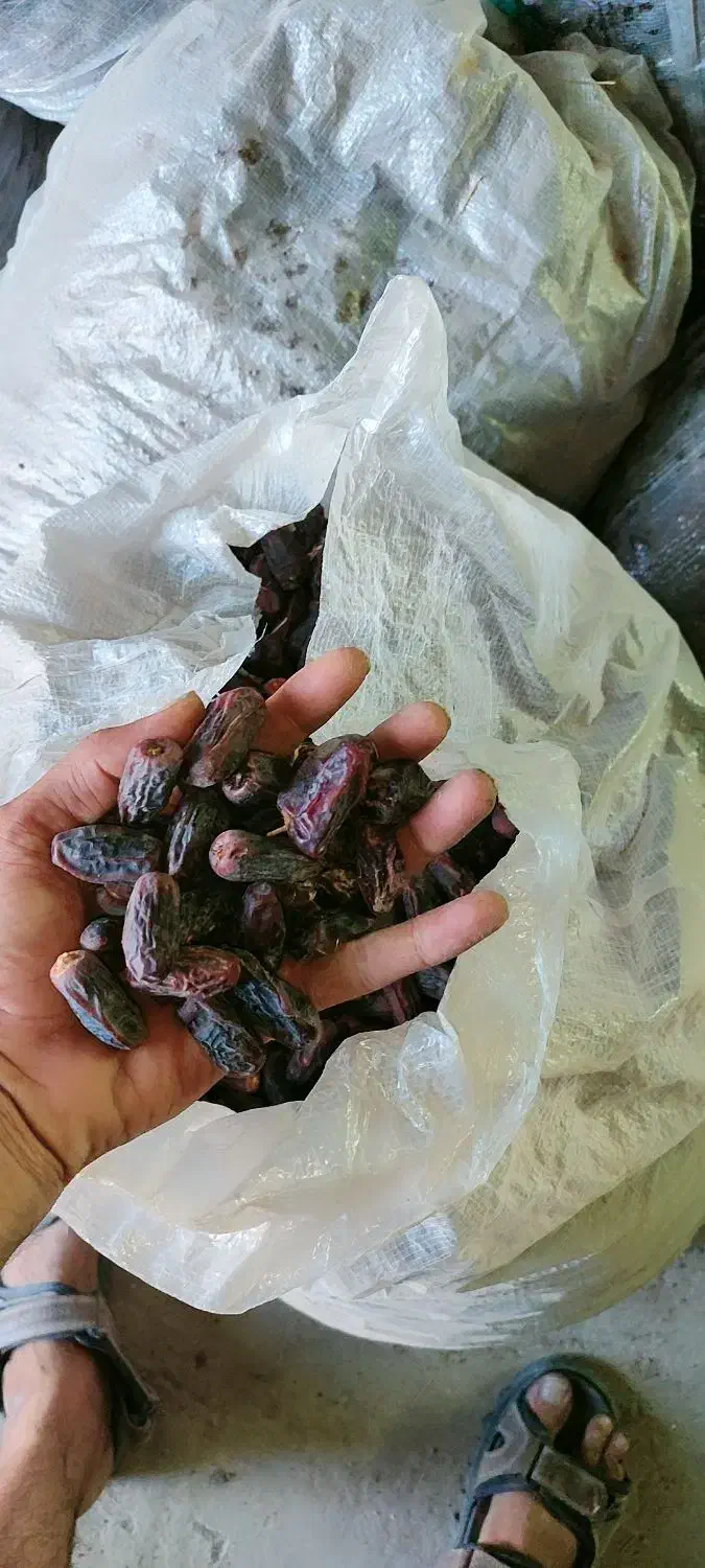 خرمای خشک سلنگ|حیوانات مزرعه|تخت, |دیوار