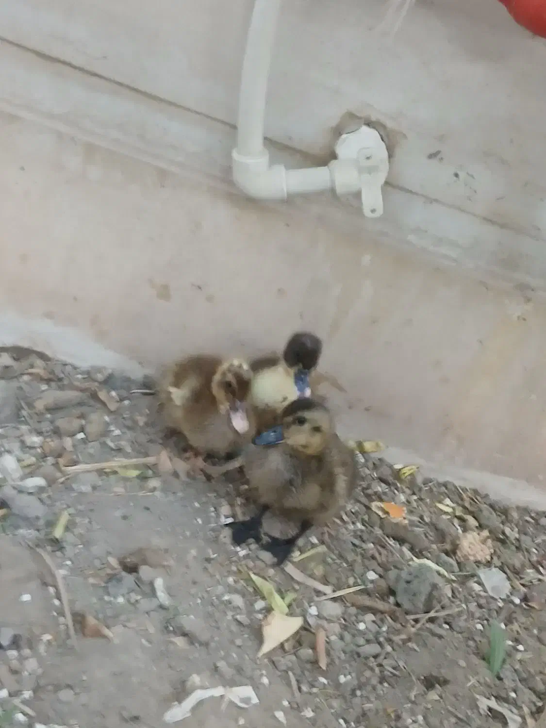 جوجه اردک|حیوانات مزرعه|میناب, |دیوار