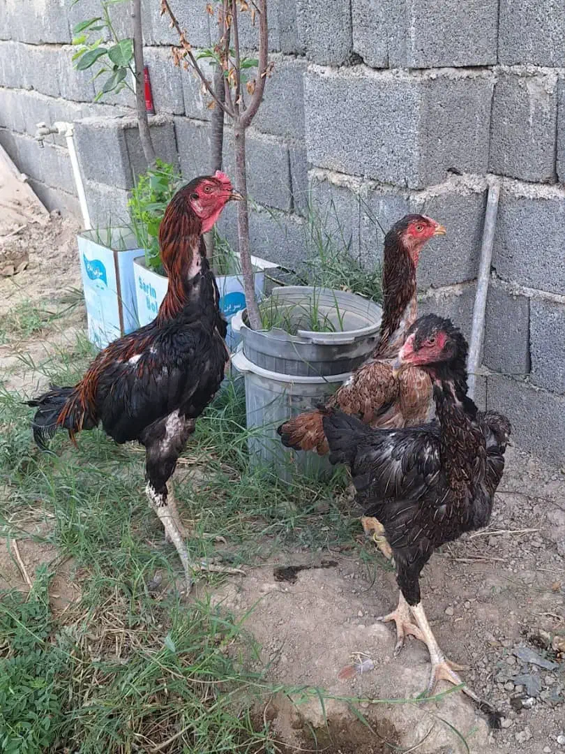 مرغ و خروس اوشامو افغان معاوضه با انگشتر نقره|حیوانات مزرعه|هشتگرد, هشتگرد قدیم|دیوار