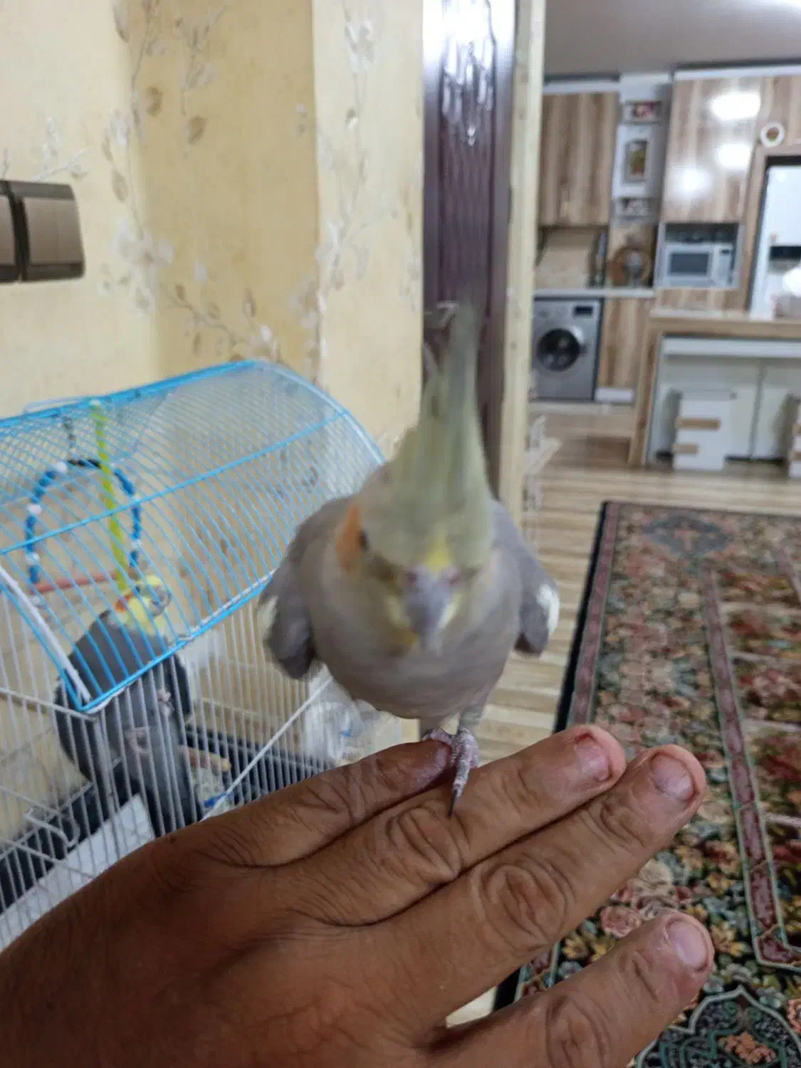 یه جفت عروس هلندی|پرنده|اطاقور, |دیوار