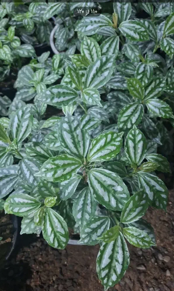 گل های آپارتمانی|گل و گیاه طبیعی|آبدانان, |دیوار