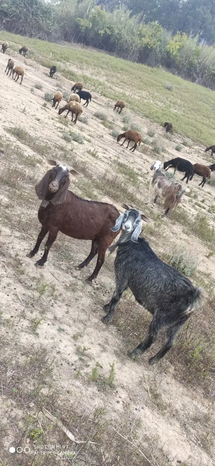 3عدد بز داشتی|حیوانات مزرعه|رامیان, |دیوار