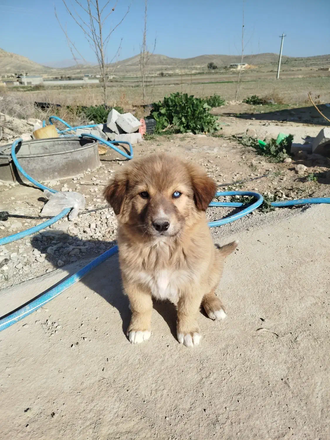 سگ نژاد دار|سگ|فیروزآباد (فارس), |دیوار