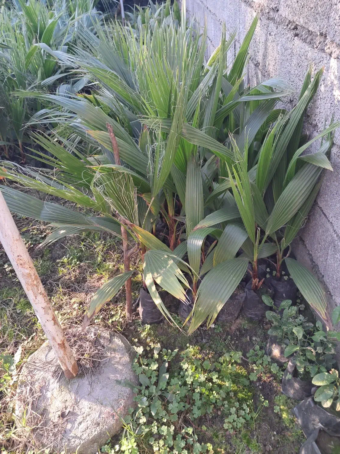 پالم نایلکسی|خدمات باغبانی و درختکاری|نوشهر, |دیوار