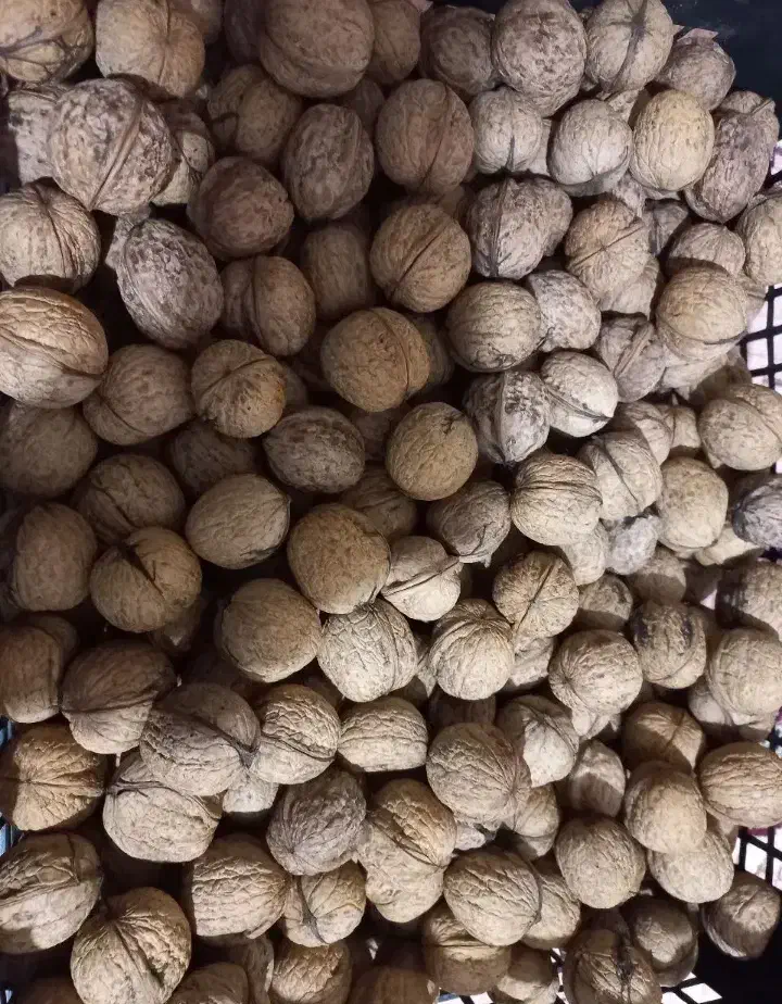 عدس ، عسل، گردو|خوردنی و آشامیدنی|رشت, کوی غلام نیا|دیوار