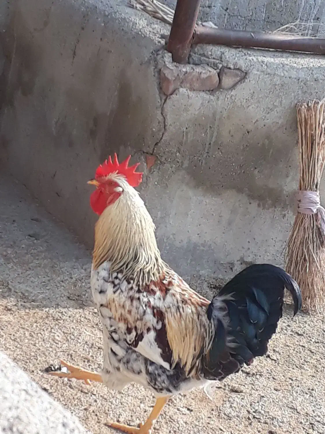 خروس جوان|حیوانات مزرعه|سلماس, |دیوار