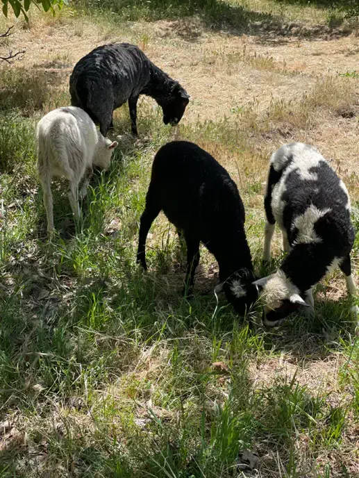 بره نر و ماده نژاد رومن فرانسه|حیوانات مزرعه|جیرفت, |دیوار