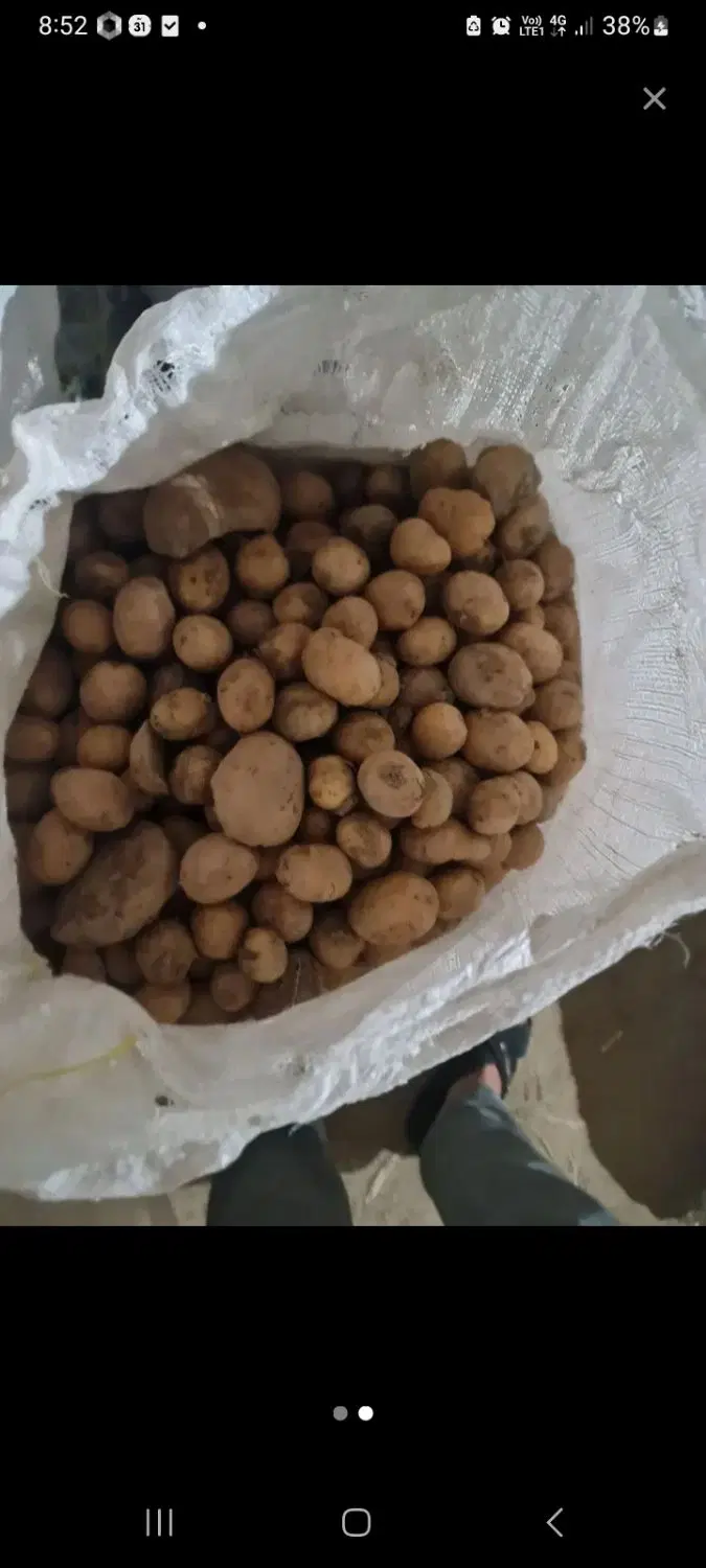 بذری|خوردنی و آشامیدنی|بهار, |دیوار