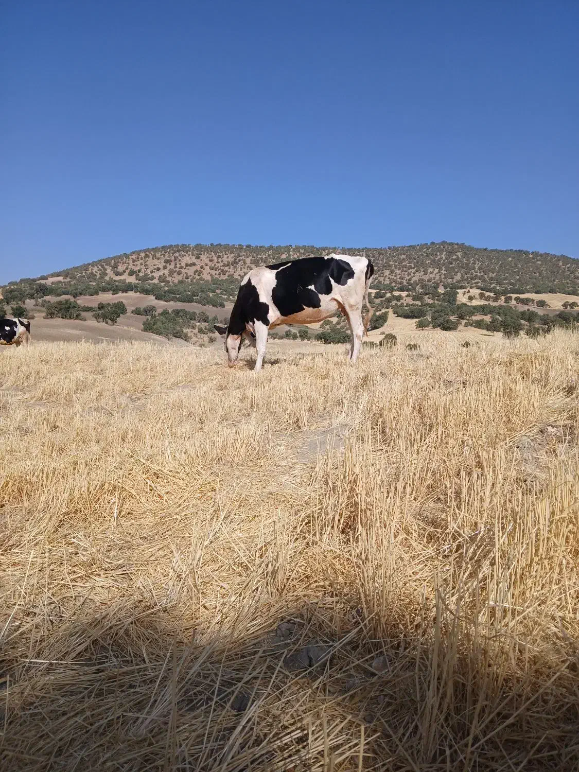 گاو|حیوانات مزرعه|گهواره, |دیوار