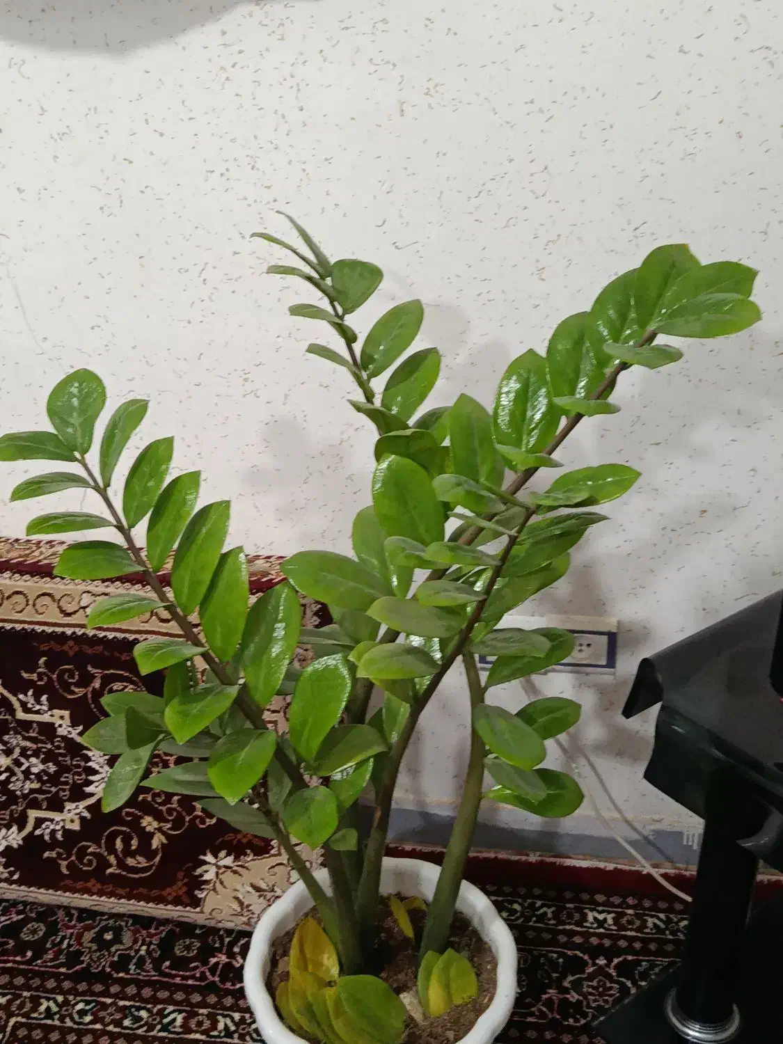 گل زامفولیا|گل و گیاه طبیعی|مریوان, |دیوار