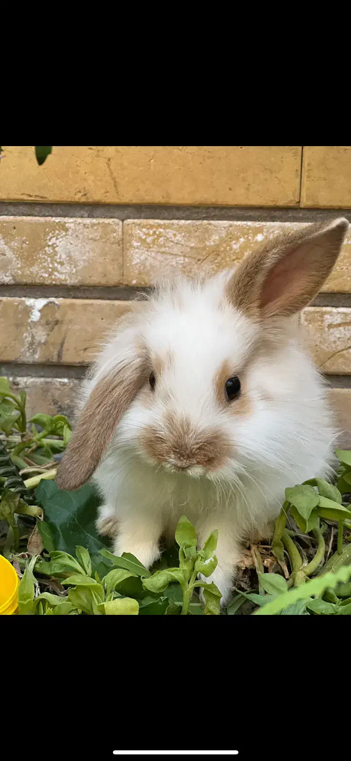 اگه کسی ازش نگهداری میکنه بهم اطلاع بده|حیوانات|کاشان, لتحر|دیوار