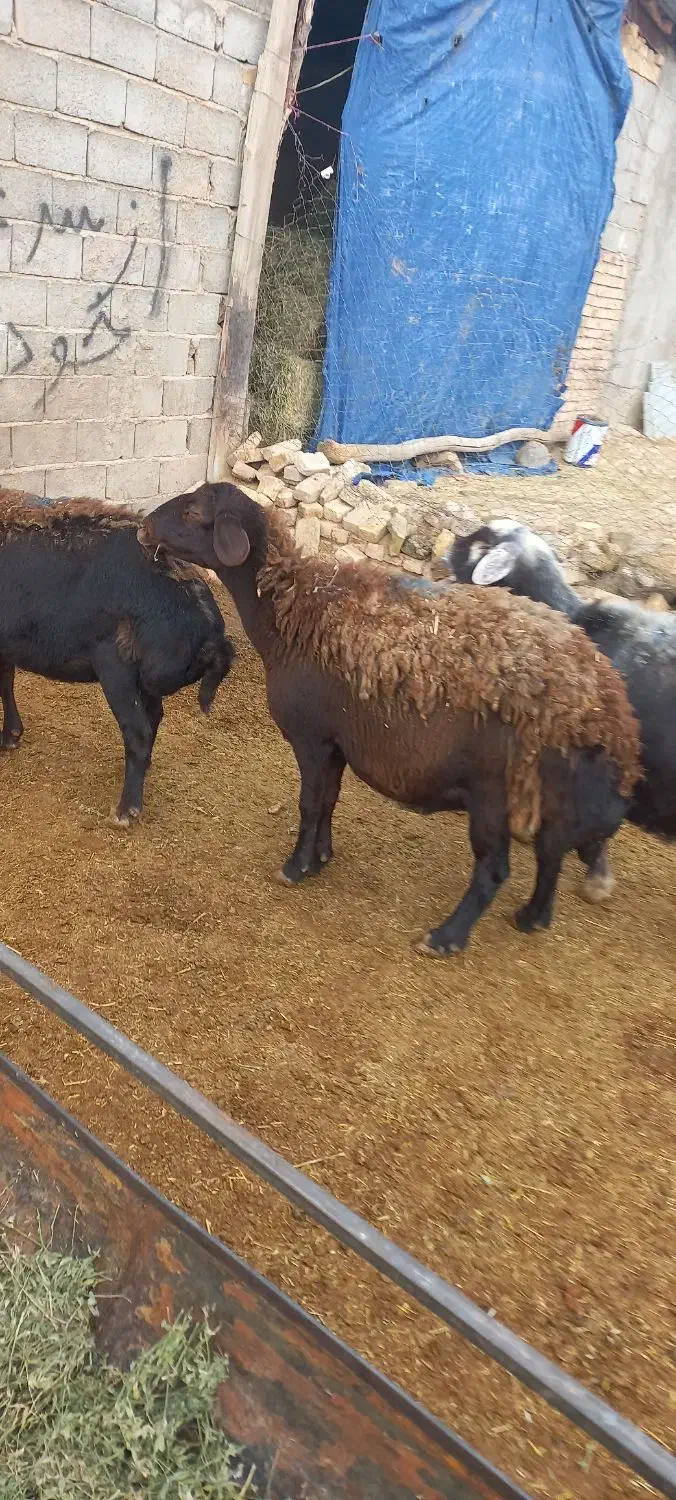 میش|حیوانات مزرعه|قیدار, |دیوار