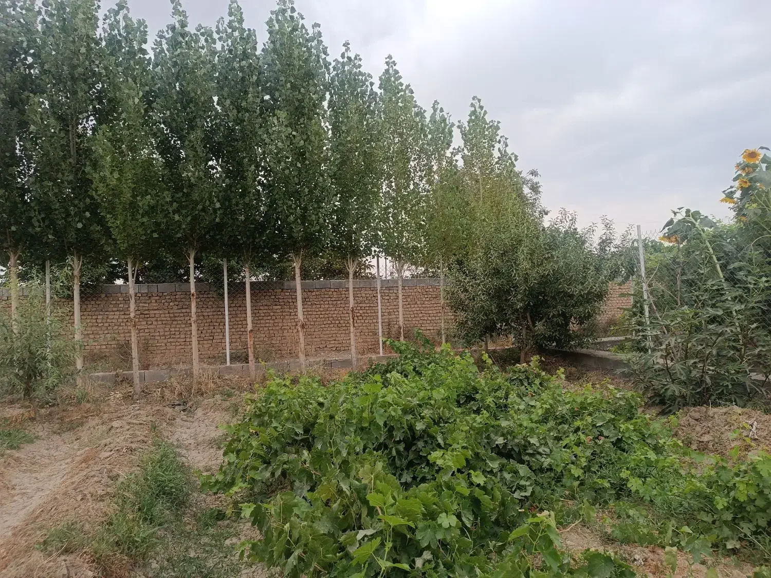 فروش باغ 1000متری صفاییه کوچه11|فروش خانه و ویلا|گلپایگان, |دیوار