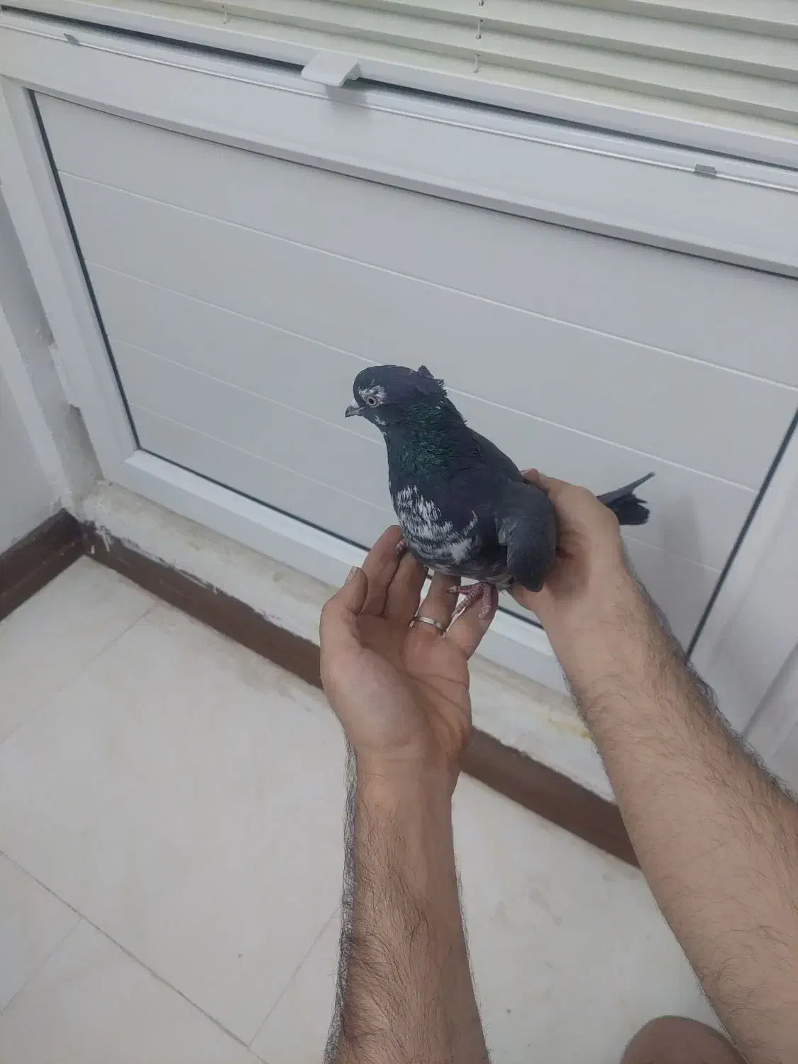 نرسیماش کاکولی درجه۱|پرنده|قم, وادی السلام|دیوار