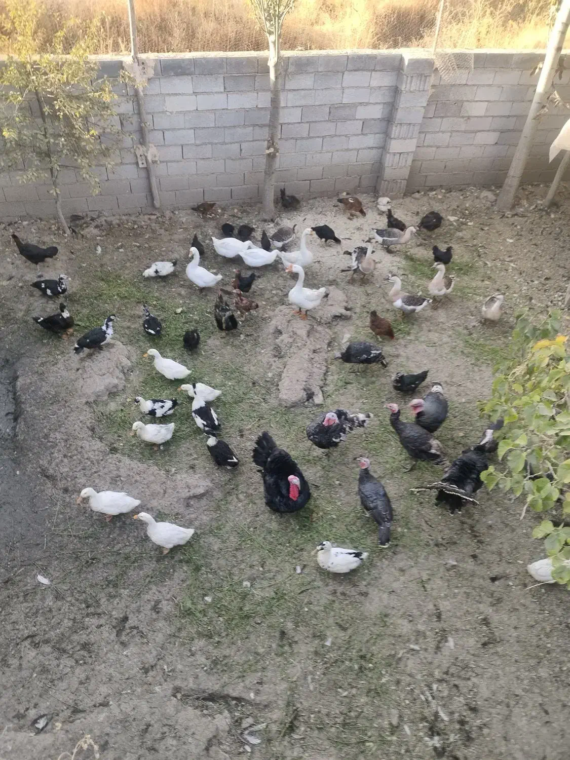 بوقلمون و قوغاز|حیوانات مزرعه|نوشین شهر, |دیوار