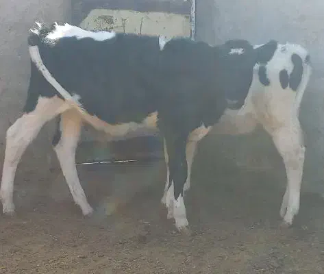 گوساله نر وماده|حیوانات مزرعه|بیرجند, |دیوار