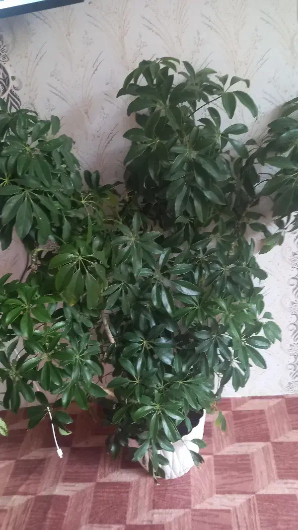 گل اپارتمانی|گل و گیاه طبیعی|مرند, |دیوار