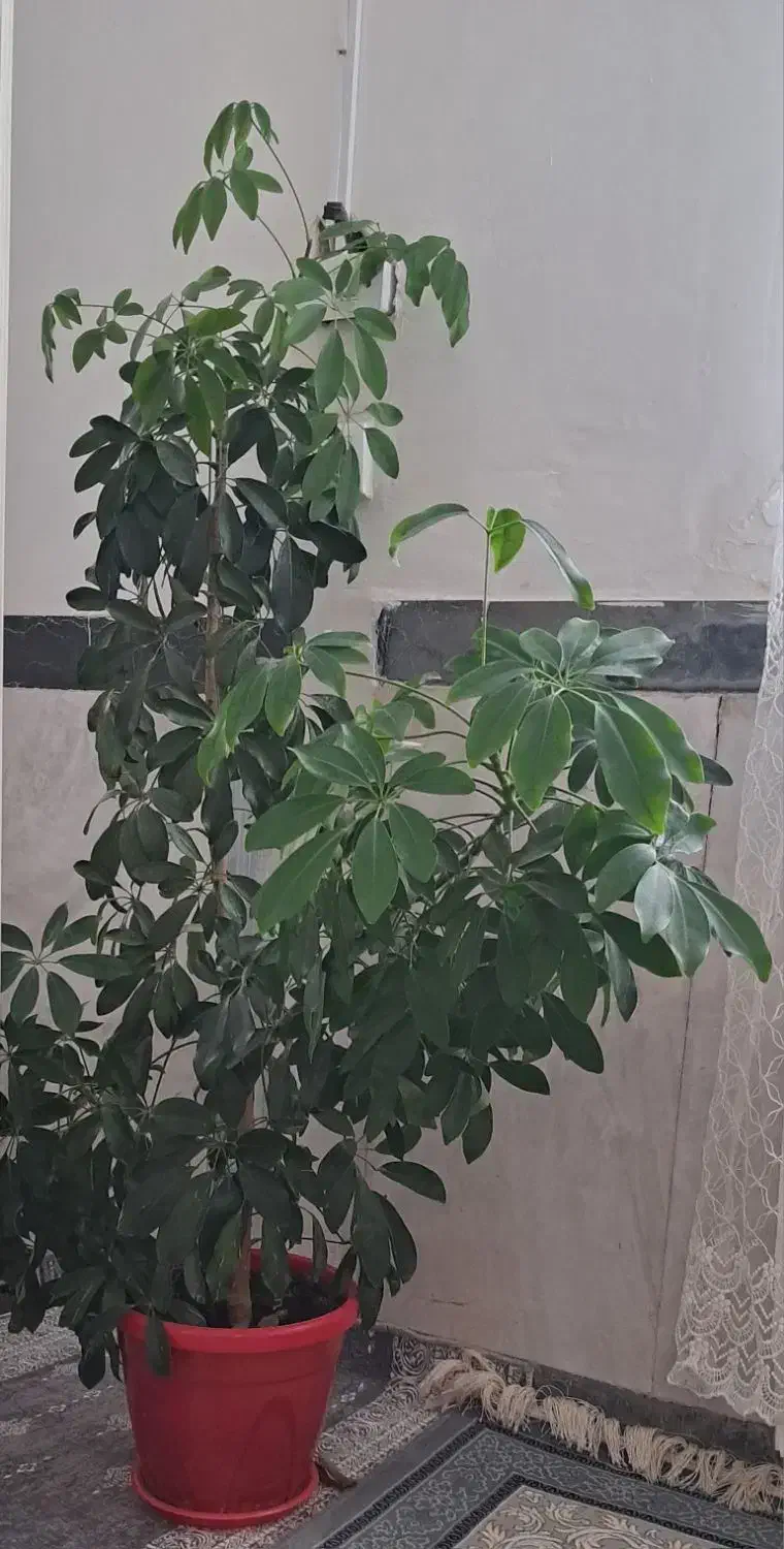 گل طبیعی زیبا و سرحال|گل و گیاه طبیعی|کرمانشاه, |دیوار