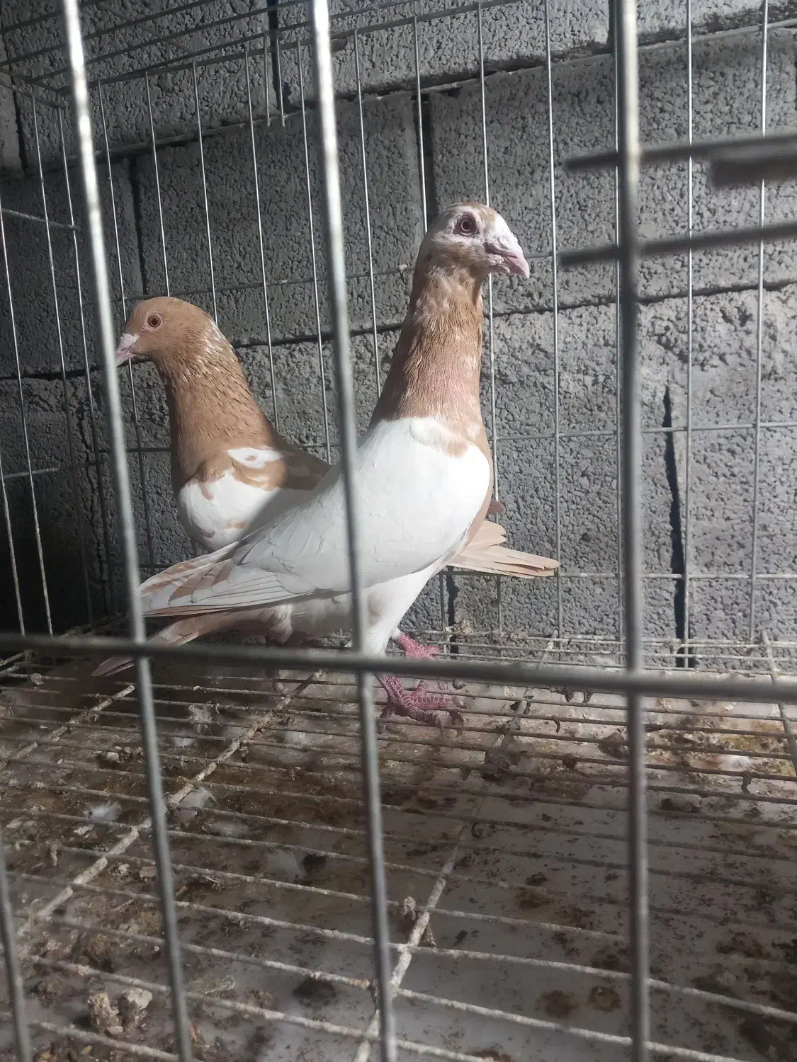 کارل پلاکی|پرنده|وحدتیه, |دیوار