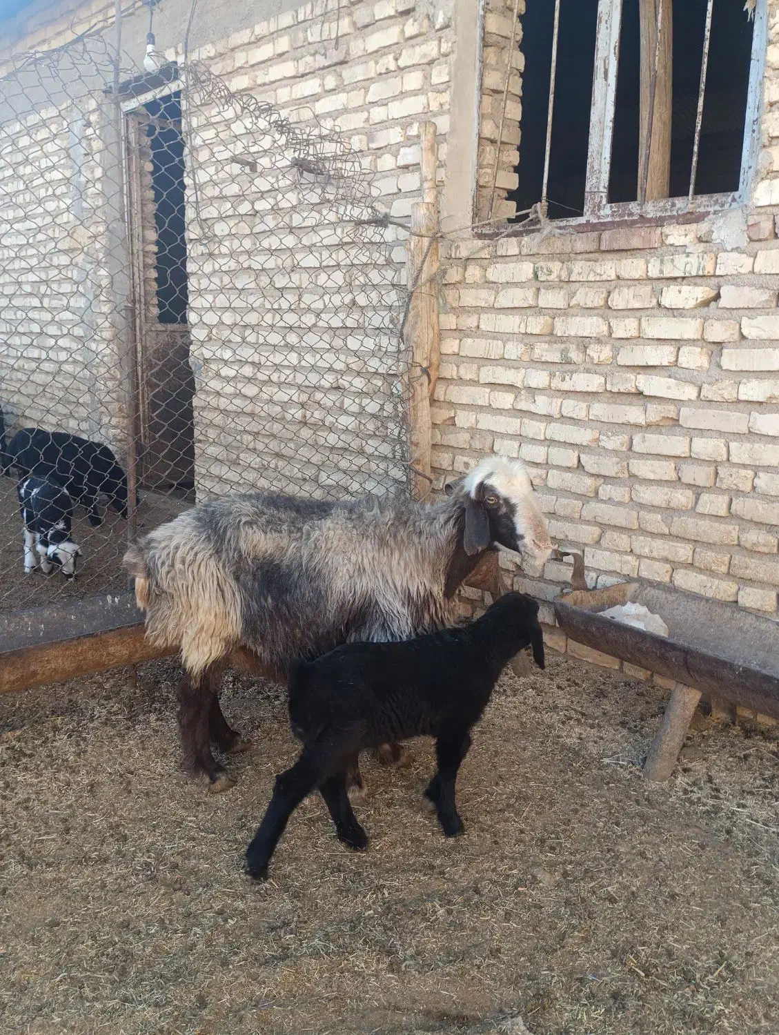 میش بره و میش ابستن|حیوانات مزرعه|خرامه, |دیوار