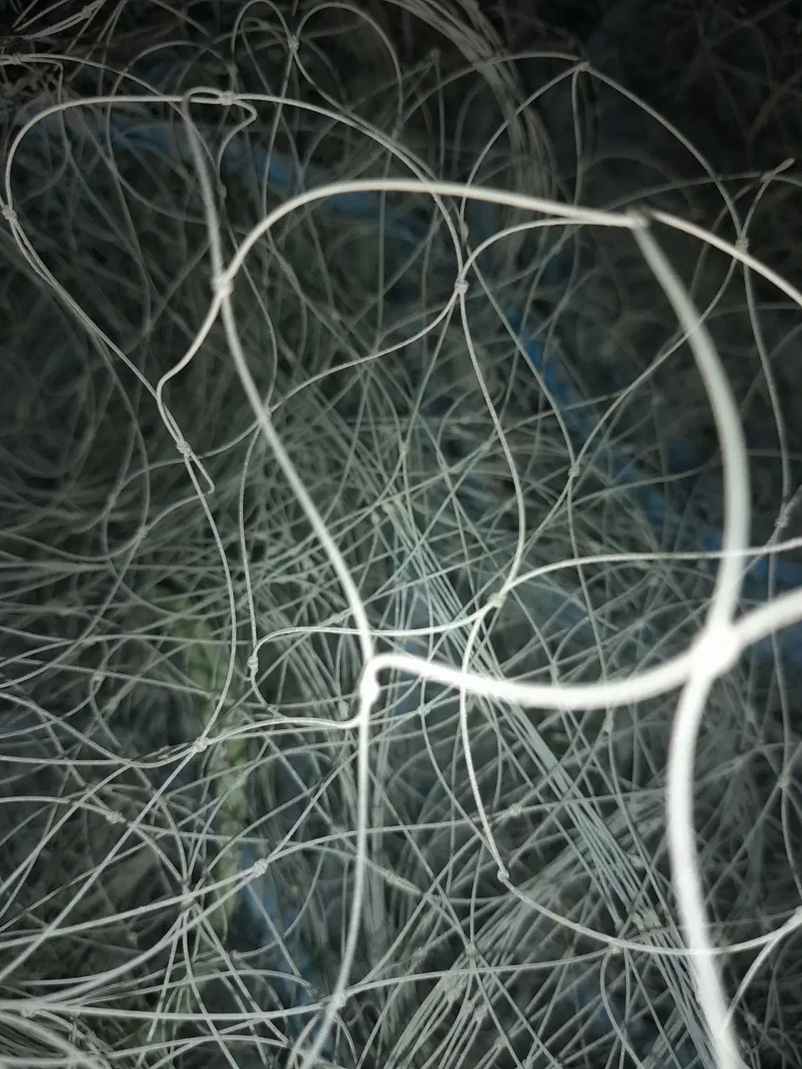 ۷کرد لیخ غباتی و یک عدد موتور برق درحد|ماهیگیری|قشم, |دیوار