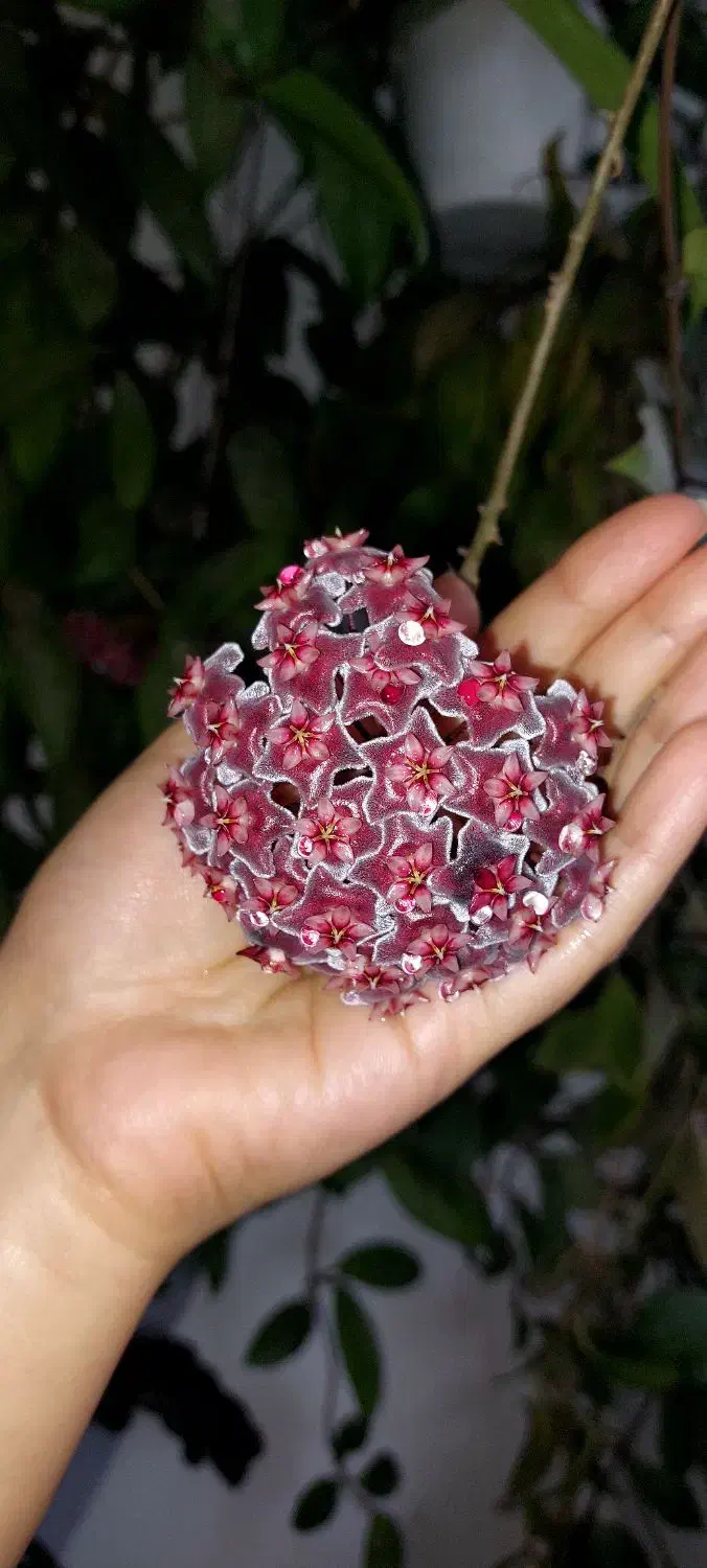 گل هویا|گل و گیاه طبیعی|رشت, دیلمان|دیوار