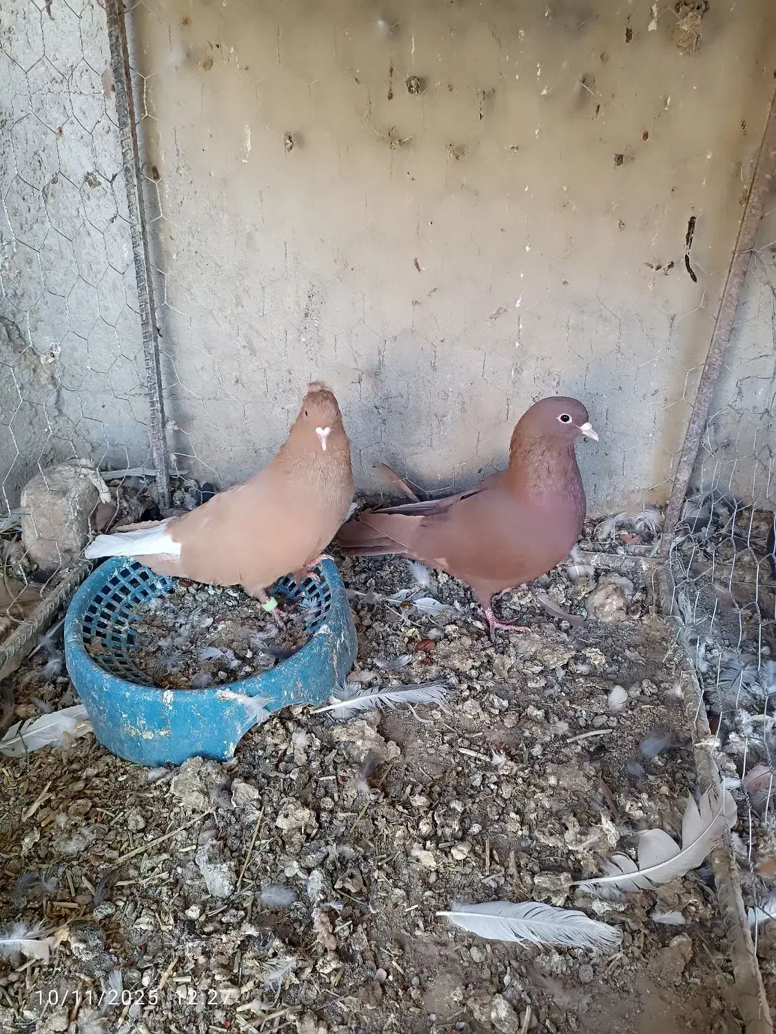 جفت نرماده|پرنده|زابل, |دیوار