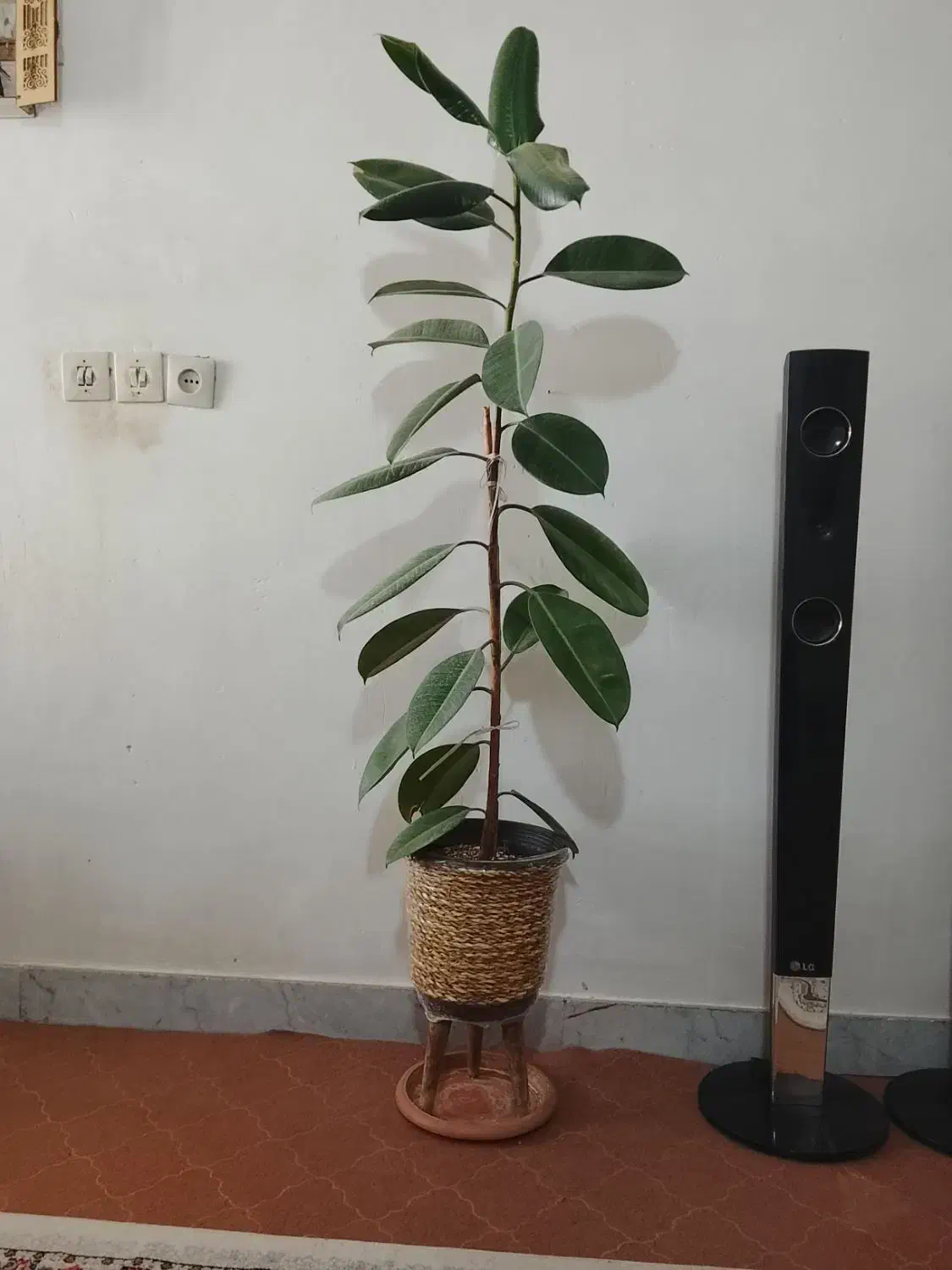 گل فیکوس سر حال|گل و گیاه طبیعی|خرم‌آباد, |دیوار