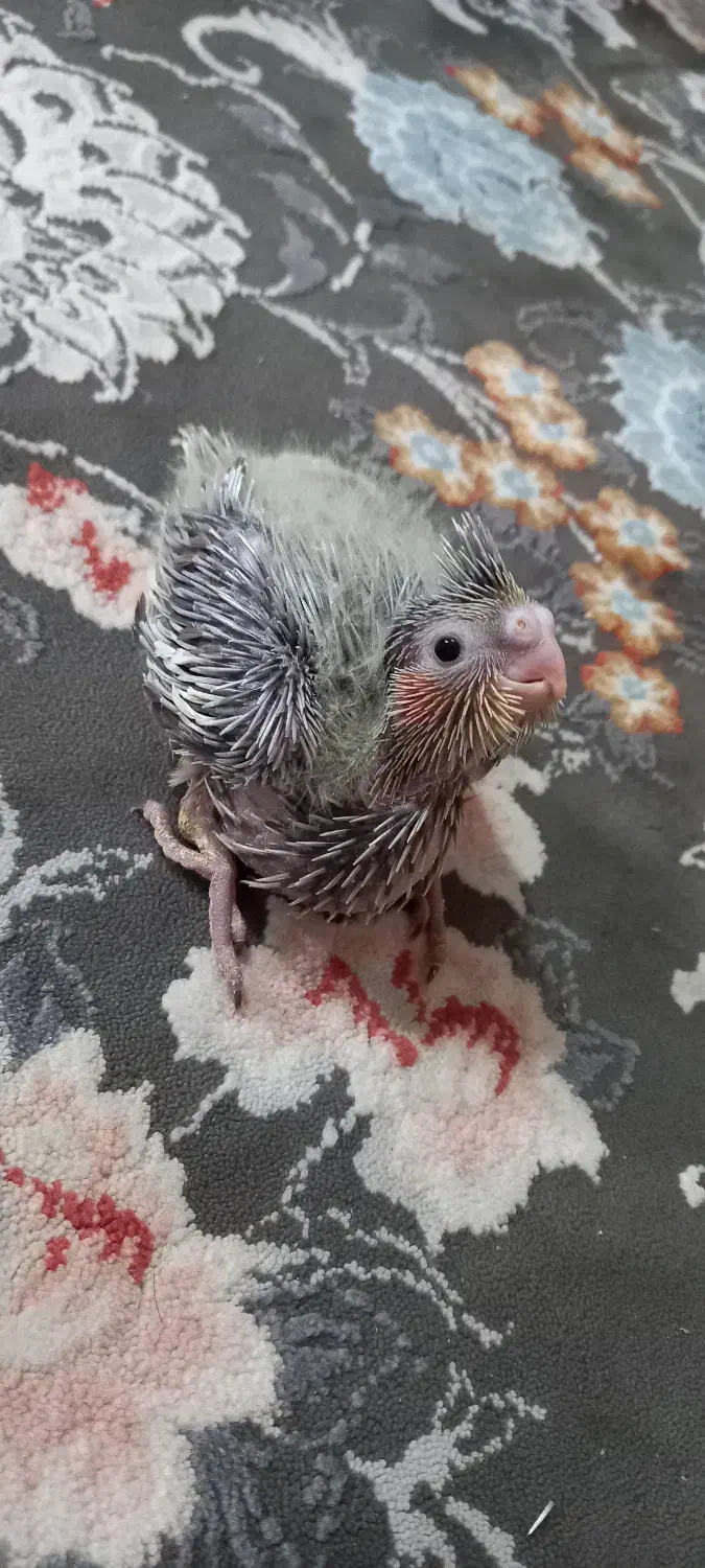 عروس هلندی|پرنده|خرمآباد, |دیوار