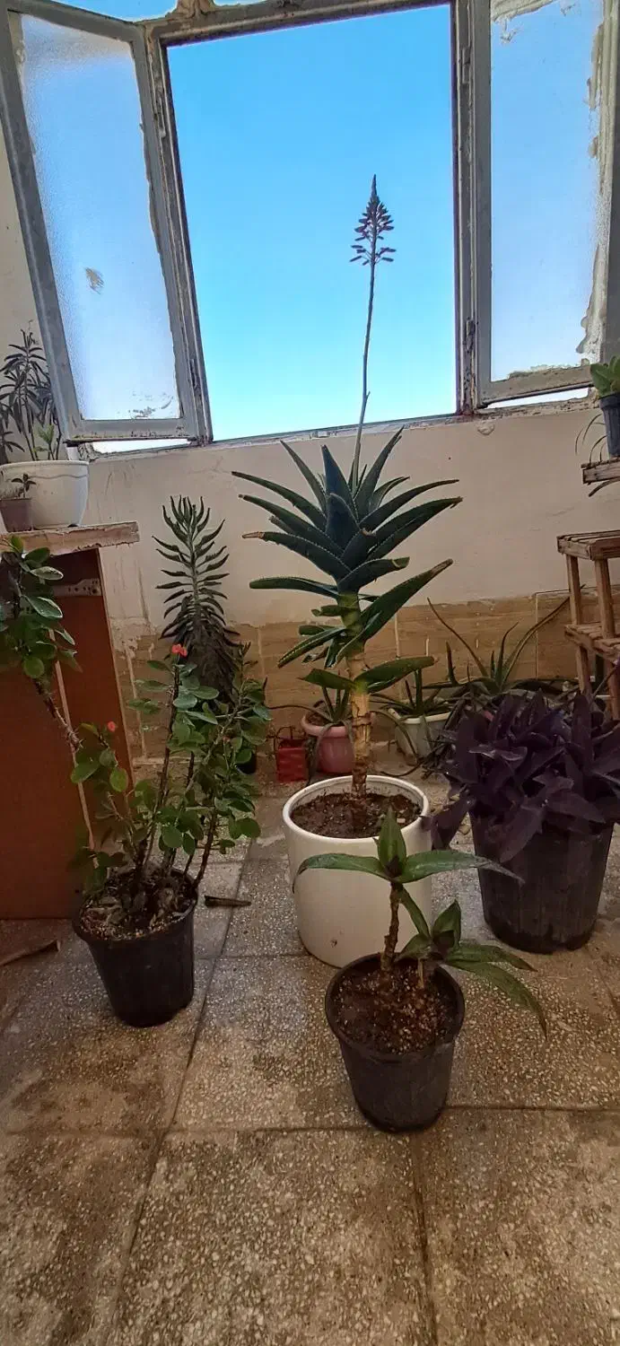 گل.|گل و گیاه طبیعی|اسفراین, |دیوار