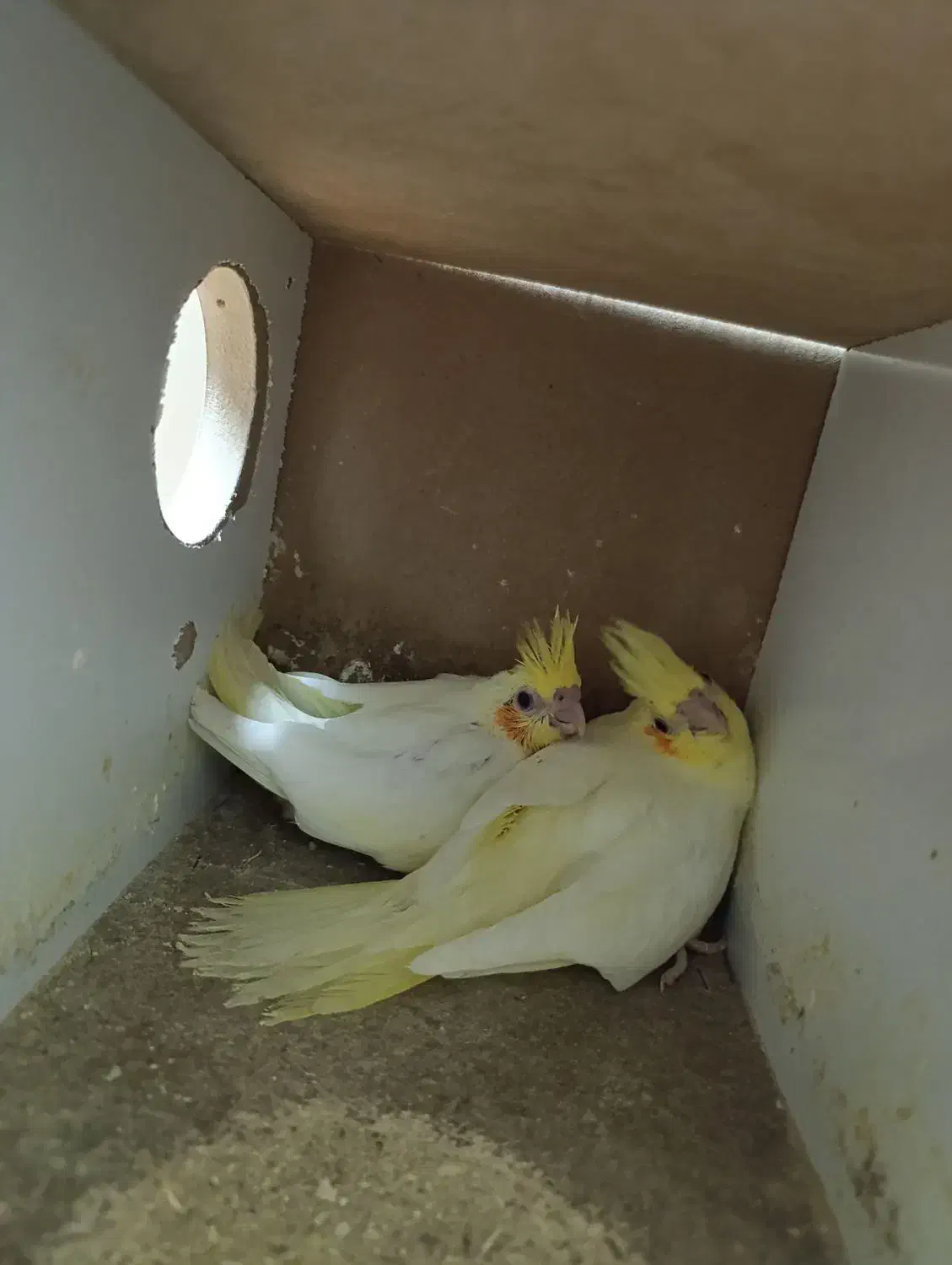 جوجه عروس|پرنده|قم, شاه سید علی|دیوار