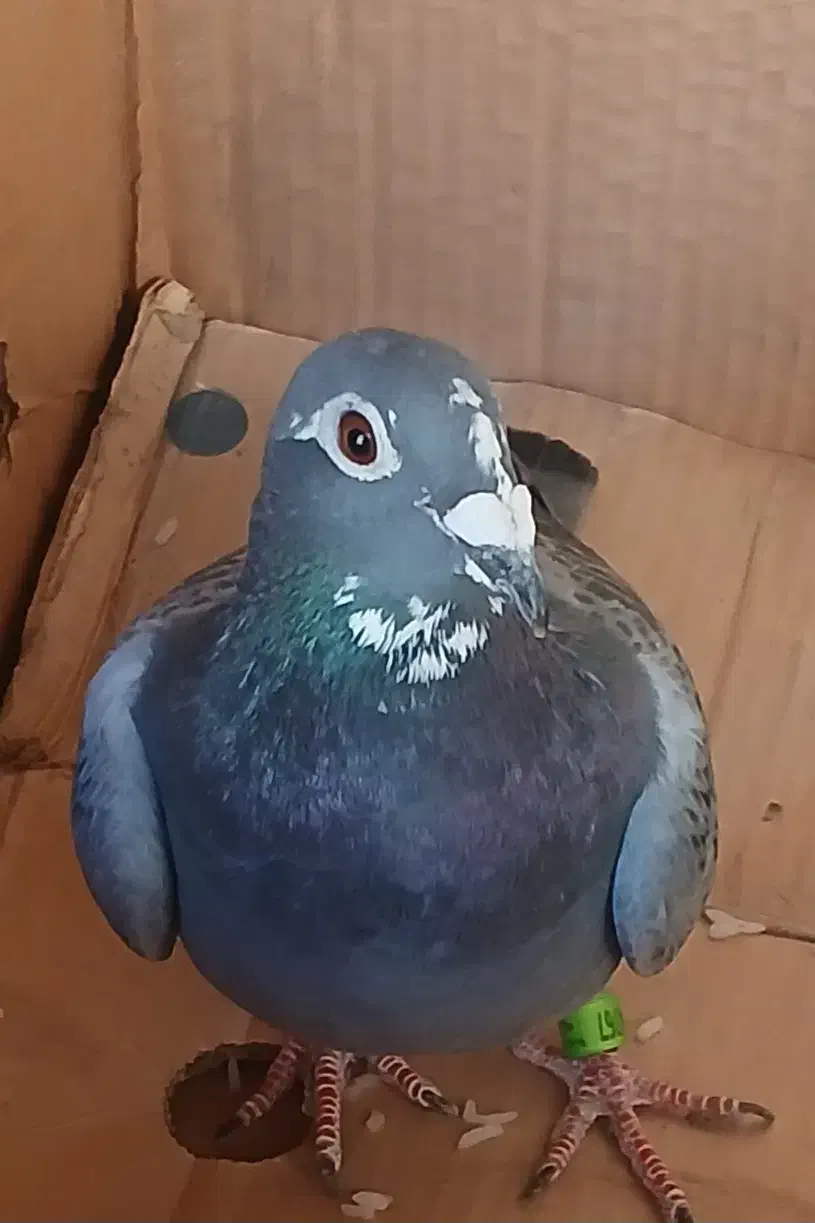 کبوتر عالی|پرنده|محلات, |دیوار