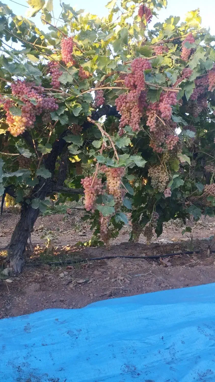 گیاه مو و موندراپ و مویز و سایر....|گل و گیاه طبیعی|تهران, آزادشهر|دیوار