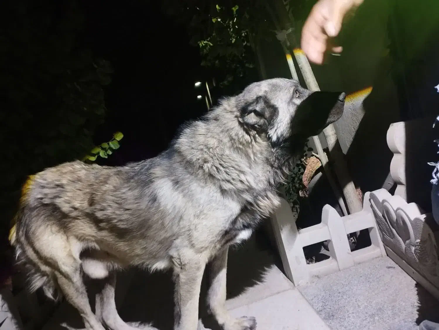 سگ سرابی|حیوانات|رباط‌کریم, رباط‌کریم|دیوار