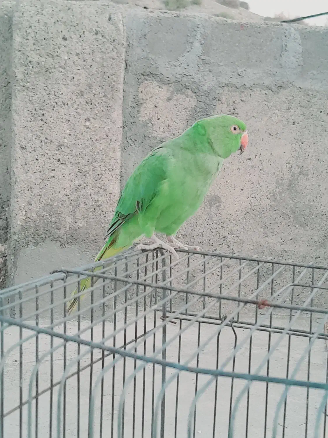 ملنگو فروشی|پرنده|کیش, |دیوار