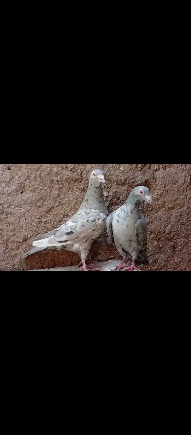 چنتا کبوتر|پرنده|آباده, |دیوار