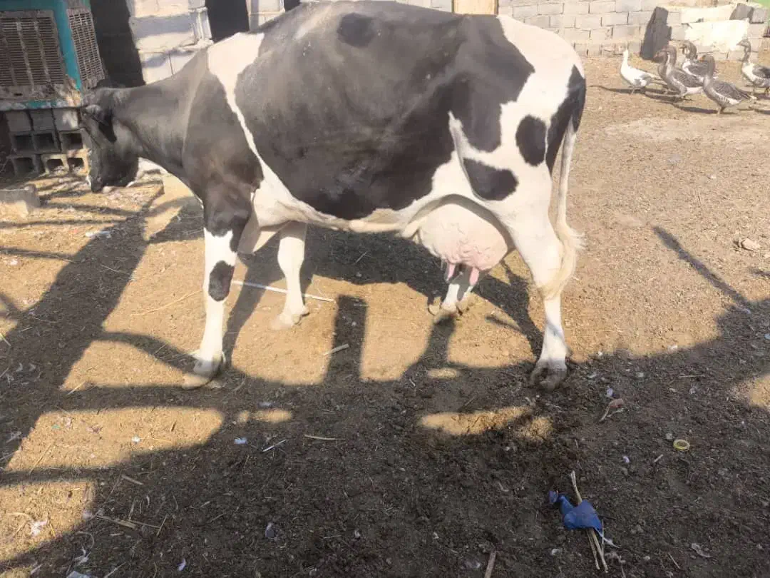 گاو شیری|حیوانات مزرعه|هامون, |دیوار