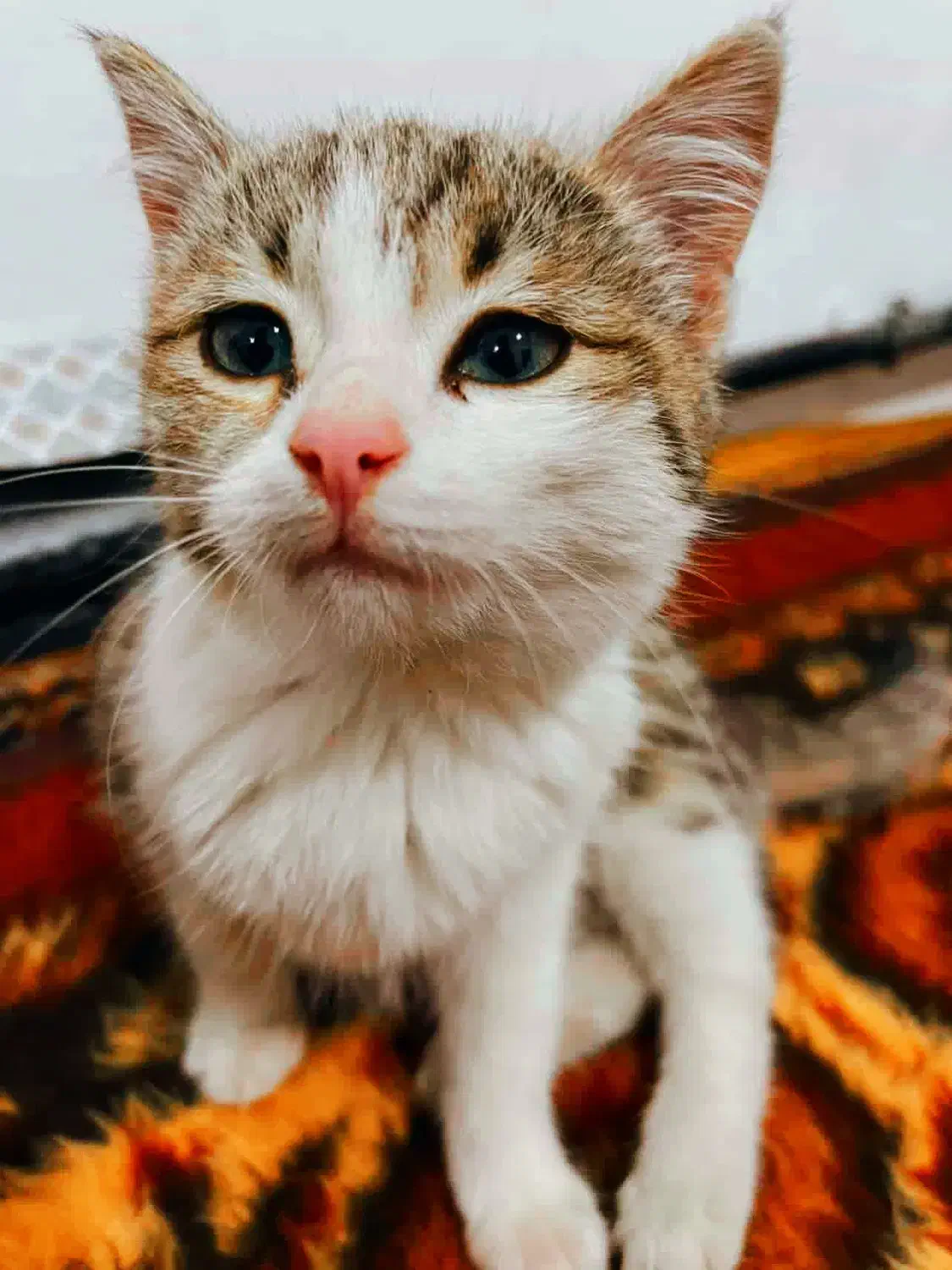 یه گربه خانگی|گربه|ارومیه, |دیوار