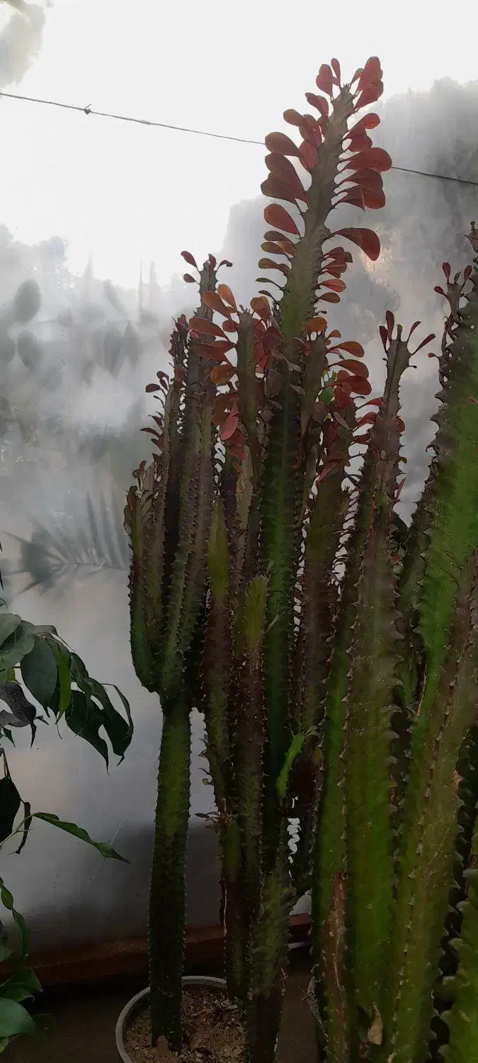 گلهایآپارتمانی|گل و گیاه طبیعی|اسلامشهر, شاطره|دیوار