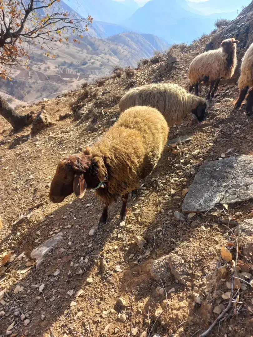 قوچ|حیوانات مزرعه|لردگان, |دیوار